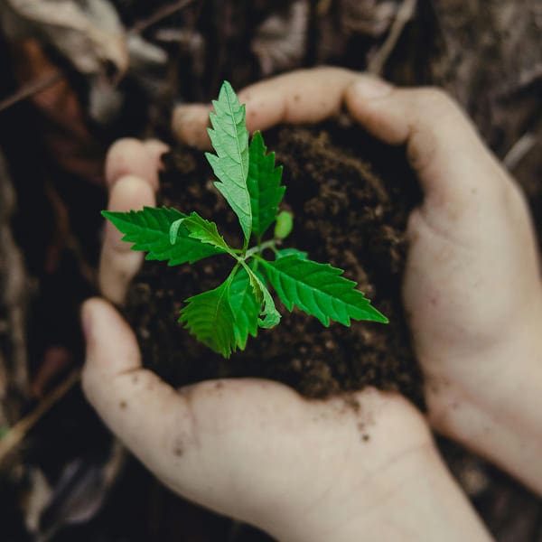 Two hands gently hold a small clump of soil with a bright green seedling sprouting from it, symbolizing growth, nature, and environmental care—reflecting our causes and commitment to nurturing a sustainable future.